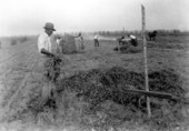 Men harvesting peanuts