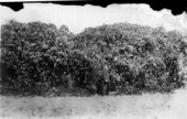 Man standing in front of bamboo grove - Muscogee, Florida.