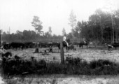Cattle at Penney Farms ranch - Penney Farms, Florida