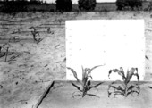 Corn stalks