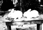Two rabbits eating crotalaria