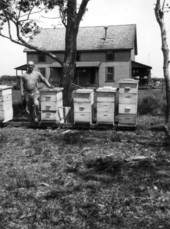 Beehives at Cook's Apiary - LaBelle, Florida
