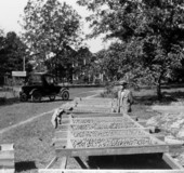 Drying racks laden with pecans at the Monticello Nursery Company