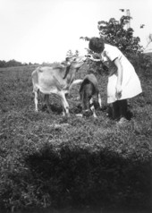 Feeding a cow and her calf