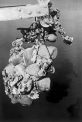 Sunken treasure being lifted by the "Treasure Princess" - Florida Keys, Florida