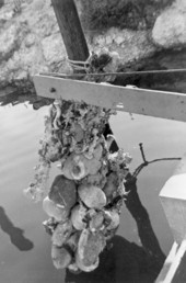 Sunken treasure being lifted by the "Treasure Princess" - Florida Keys, Florida