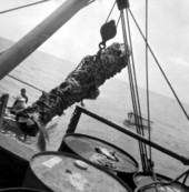 Cannon and sunken treasure being lifted by the "Treasure Princess" - Florida Keys, Florida