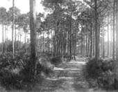Road to school - Eastpoint, Florida