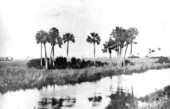 Palms along the Tamiami Canal?