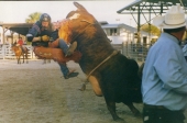 Bull riding at Cattlemen's Arena in Okeechobee.