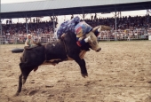 Clown riding a bull backwards at Cattlemen's Arena during Labor Day rodeo in Okeechobee.
