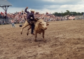 Bull riding at Cattlemen's Arena during rodeo in Okeechobee.