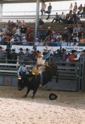 Bull riding at Cattlemen's Arena in Okeechobee.