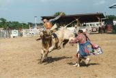 Bull riding at the Labor Day rodeo in Okeechobee.
