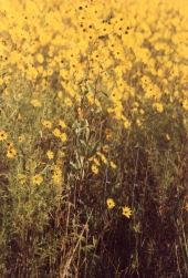 Close-up view of small sunflowers growing in an Okeechobee marsh.