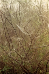 Spider webs in an Okeechobee tree.