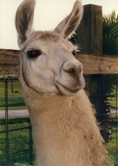 Close-up view of llama at a petting zoo in Okeechobee.