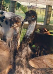 Close-up view of emus at a petting zoo in Okeechobee.