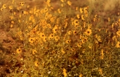 Close-up view of small sunflowers growing in an Okeechobee marsh.