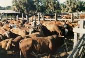 Close-up view of cattle on an Okeechoobee ranch.