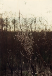 Close-up view of a spider web in Okeechobee.