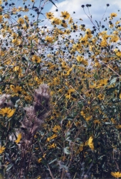 Close-up view of small sunflowers growing in an Okeechobee marsh.