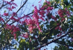 Close-up view of flowering tree at Okeechobee.