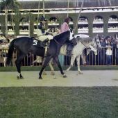 Jockey Donald MacBeth with "Coverack" at the Hialeah Racetrack.
