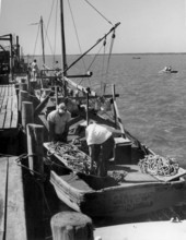 Apalachicola Fish and Oyster Company workers aboard the Willis C. fishing boat - Apalachicola, Florida.