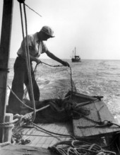Apalachicola Fish and Oyster Company employee working the fishing nets aboard the "Mary Ann" - Apalachicola, Florida.