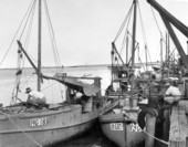 Fleet of Apalachicola Fish and Oyster Company fishing boats - Apalachicola, Florida.