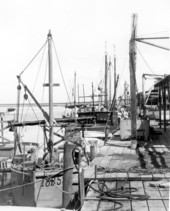 Apalachicola Fish and Oyster Company fleet of fishing boats at dock - Apalachicola, Florida.