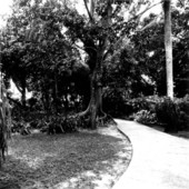Grounds of the Thomas Edison home - Fort Myers, Florida.