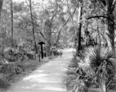 Trails at the park - Thonotosassa, Florida