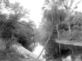 View of the Hillsborough River - Thonotosassa, Florida