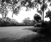 Lake Wales forest area