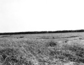 Panacea marshland