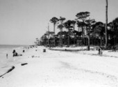 Driftwood on the beach - Saint Joseph, Florida