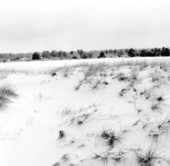 Grasses in the sand