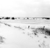Dunes at Jacksonville Beach.