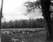 View of Wacissa Springs - Jefferson County, Florida