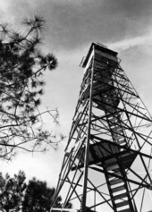 Watchtower rising above the new growth of trees at Tim-Buck-Too - Perry, Florida