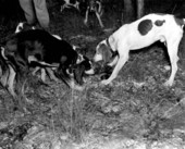 Dogs dragging a raccoon out of hole - Homosassa Springs, Florida