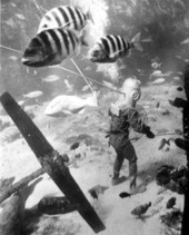 Diver with Sheepshead (Archosargus probatocephalus) fish at Marine Studios - Marineland, Florida