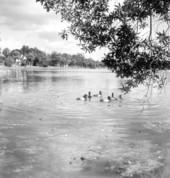 Wild ducks in Orlando