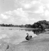 Duck entering a body of water - Orlando, Florida