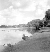Duck entering a body of water - Orlando, Florida