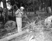 C.L. Baker cuts the trunk of a palm into sections - New Port Richey, Florida