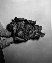 Holding a six-headed cabbage - Flagler Beach, Florida