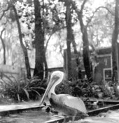 Pelican